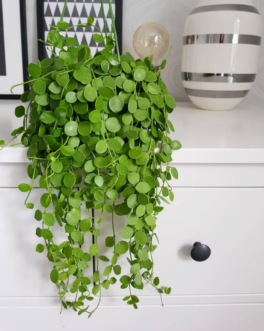 Квартирный плющ