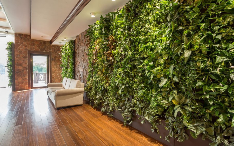 Лиана сциндапсус комнатное растение