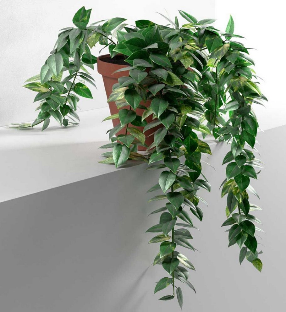 Традесканция Вьюнок