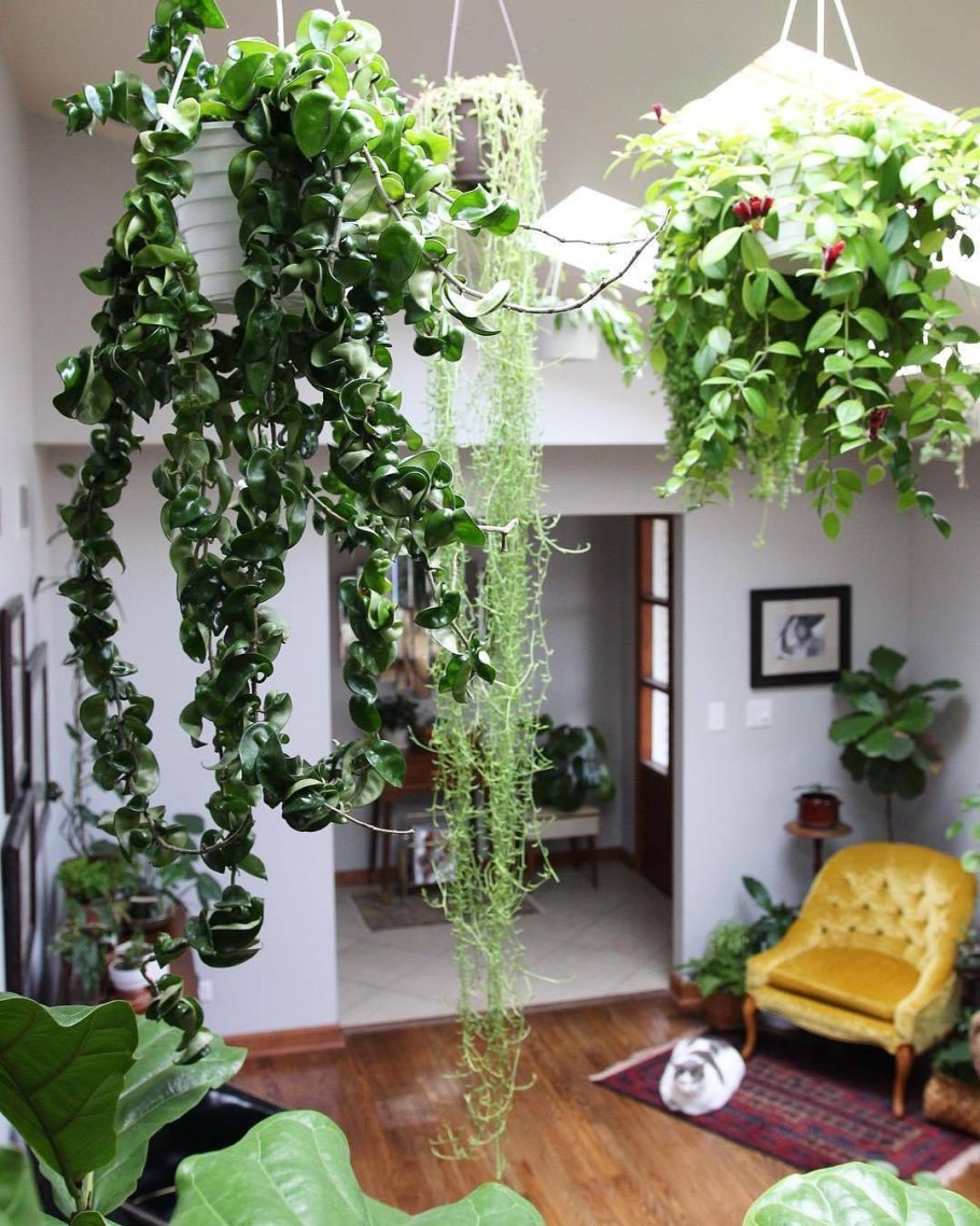 Сциндапсус Вьюн Лиана