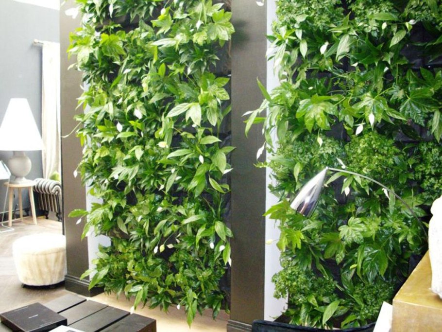 Сциндапсус фитостена