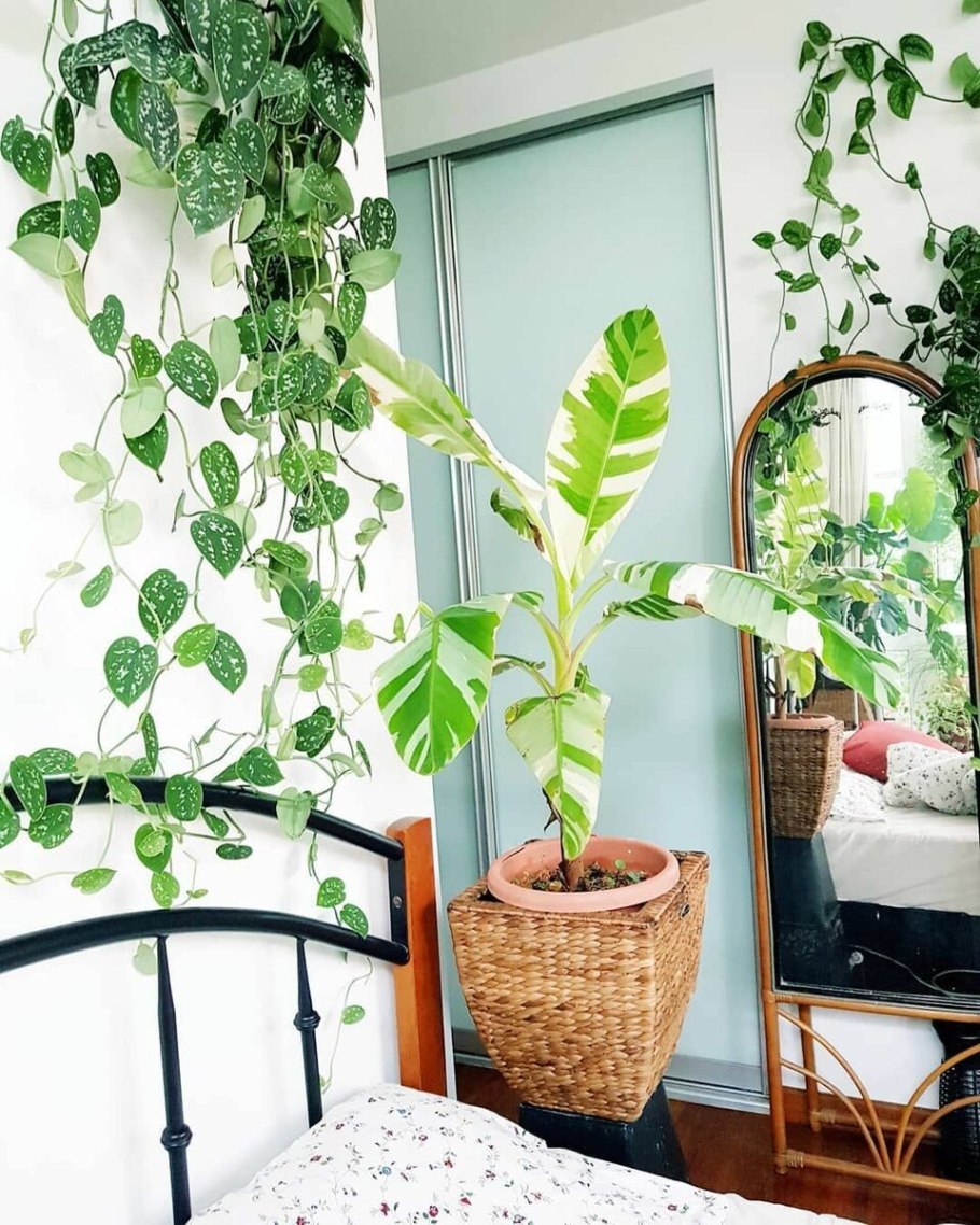 Плетущиеся комнатные растения их названия