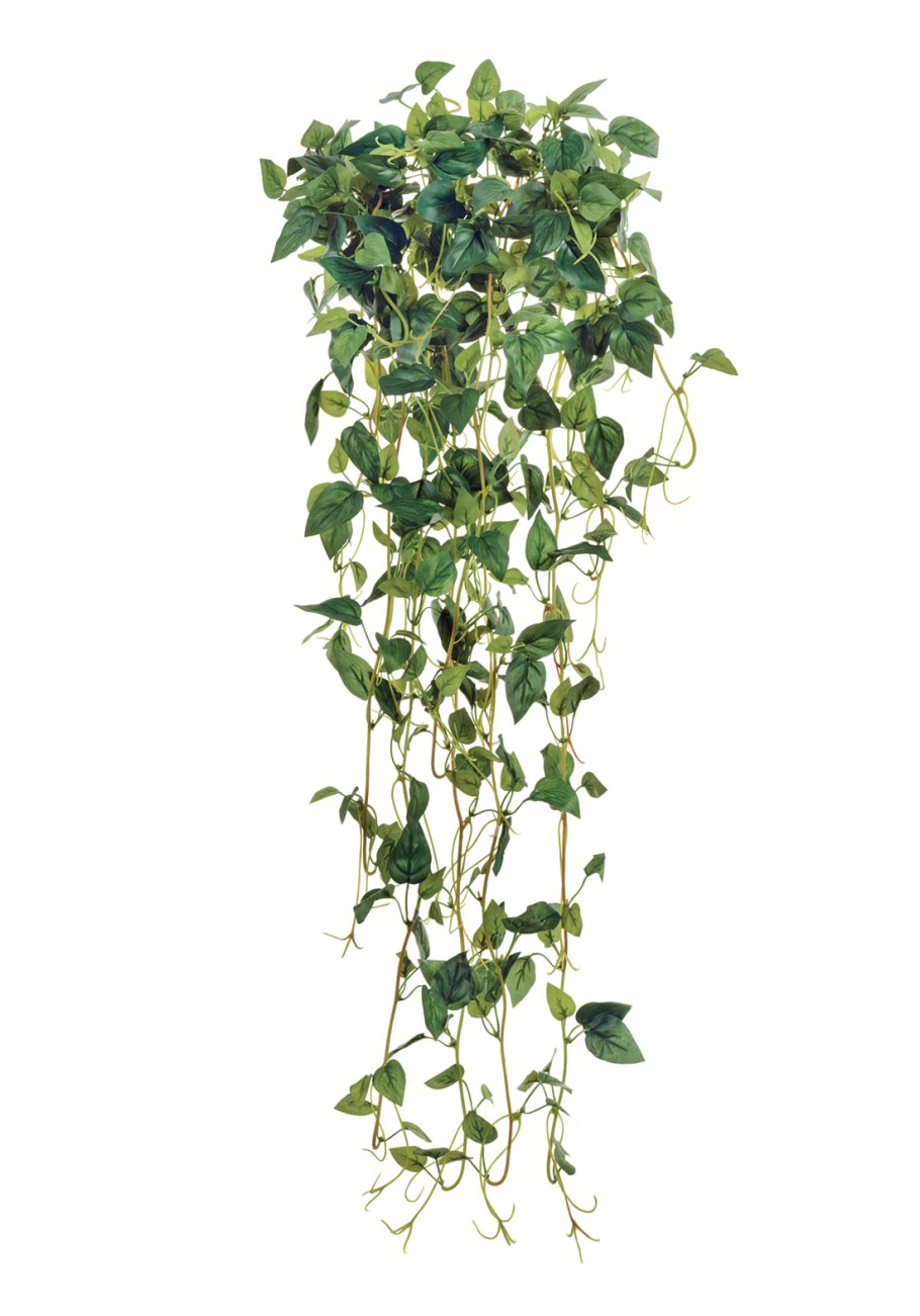 Лиана ампельная горшечная