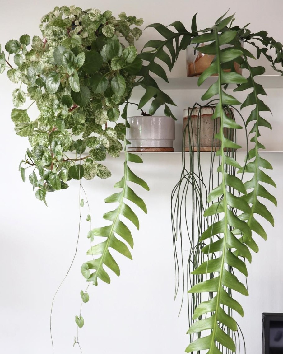 Фитостена Эпипремнум и Филодендрон