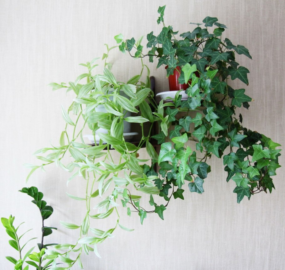 Клематис Лиана