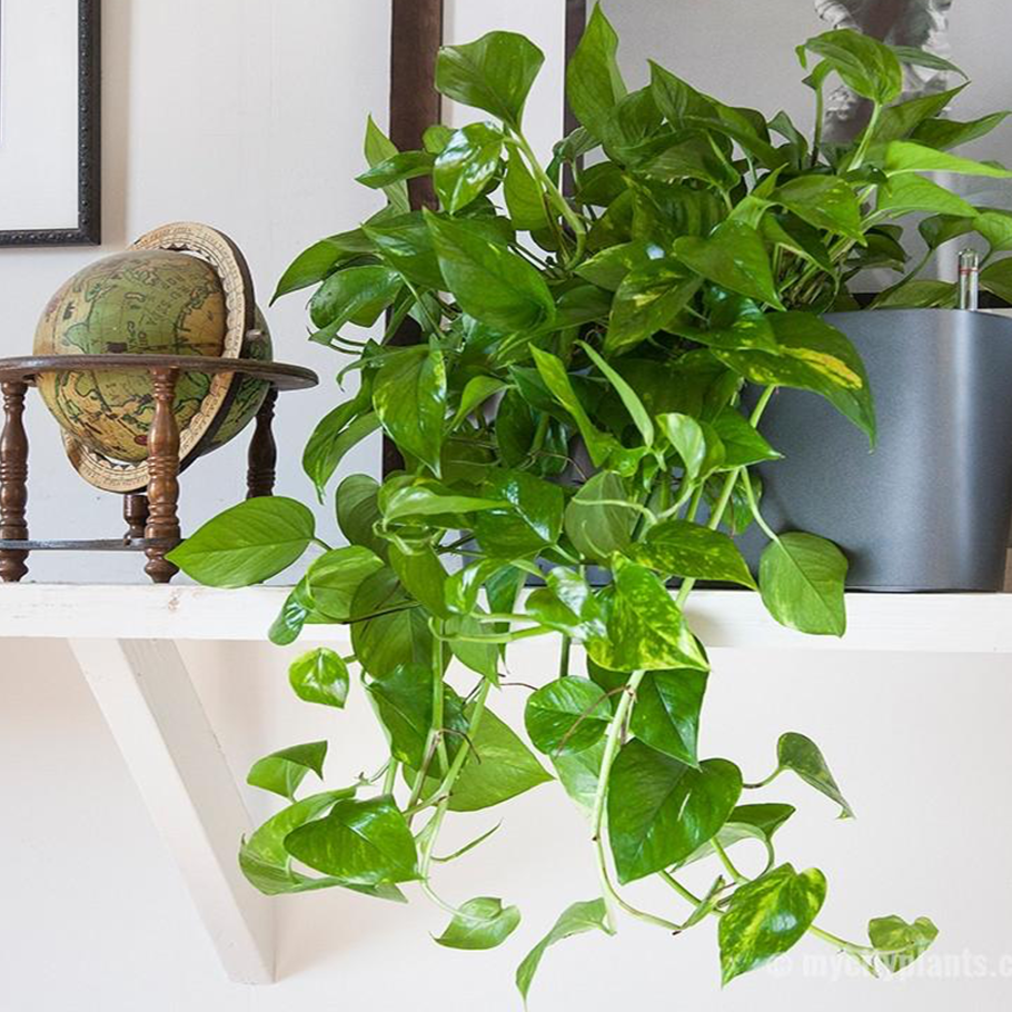 Жасмин ампельный уличный