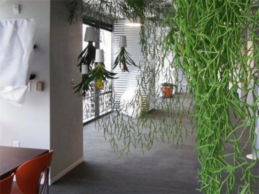 Сциндапсус Вьюн Лиана