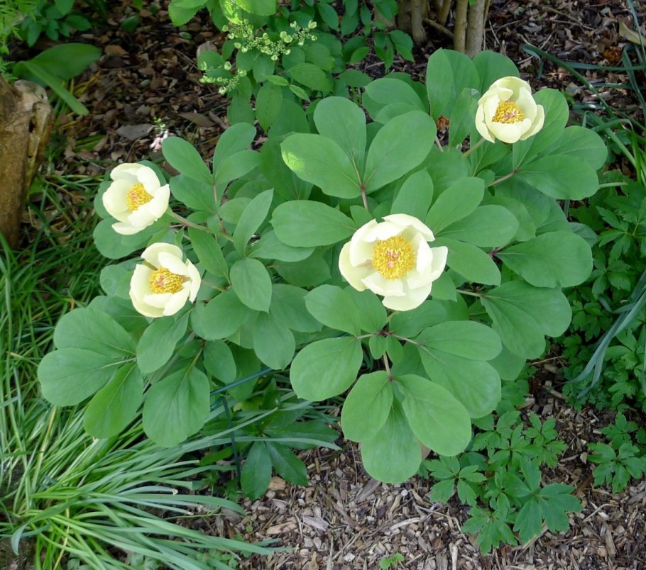 Пион Млокосевича (Paeonia mlokosewitschii)