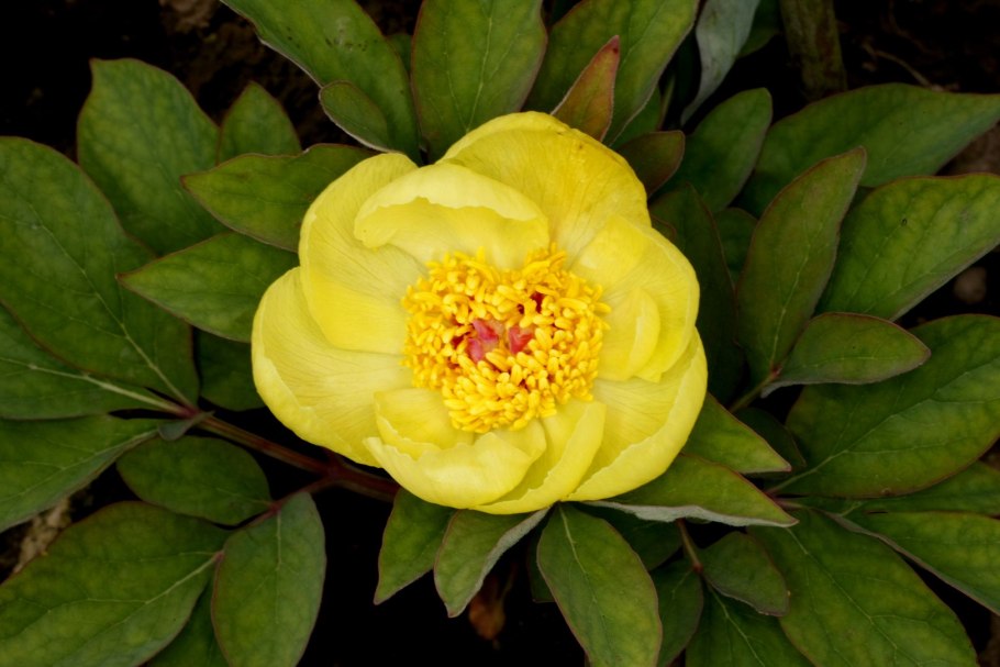 Пион Млокосевича (Paeonia mlokosewitschii)3шт.