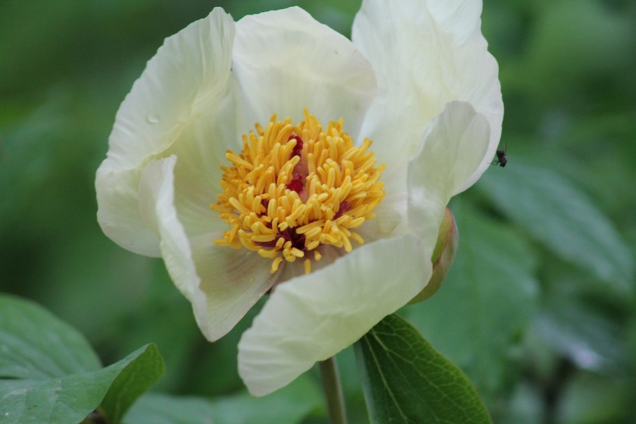 Paeonia suffruticosa 'Lou yang Hong'