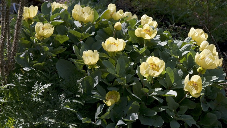 Paeonia mlokosiewiczi