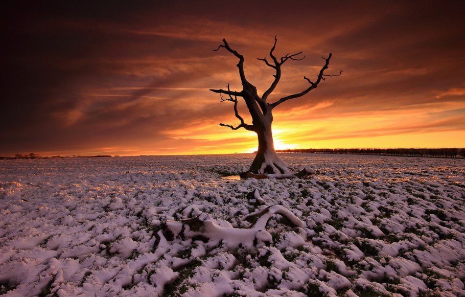 Саксаул перекати поле