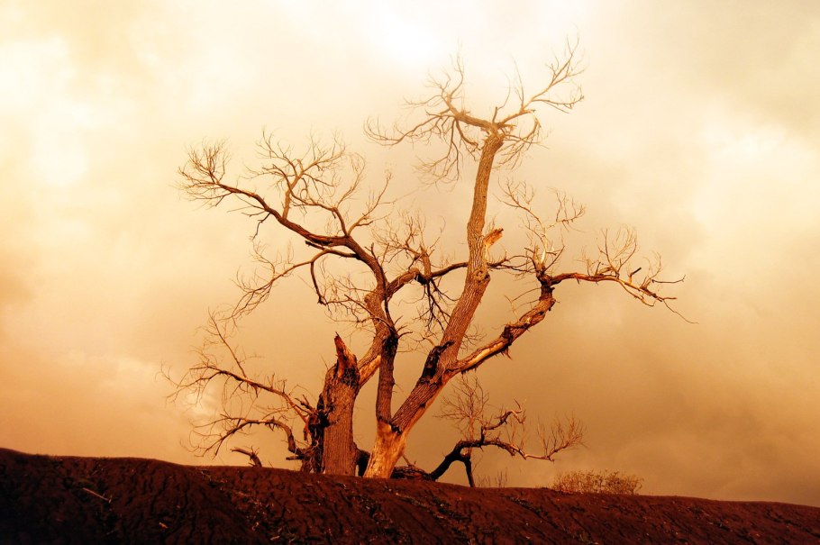 Одинокое дерево в пустыне