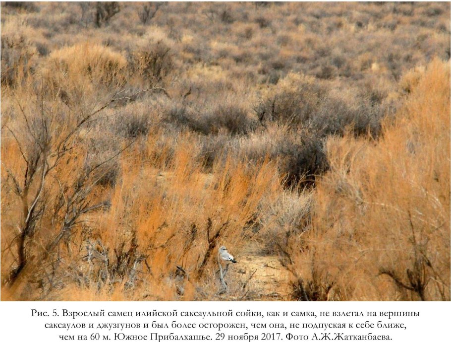 Саксаул растение пустыни