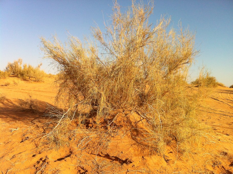 Аксакал и саксаул
