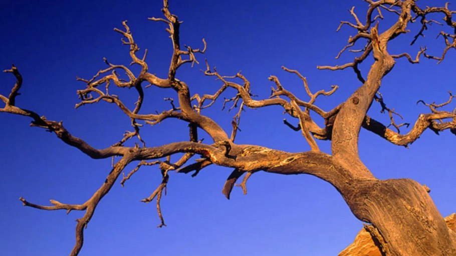 Дерево саксаул