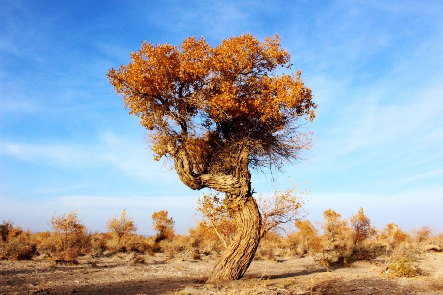 Песчаная Акация в пустыне России