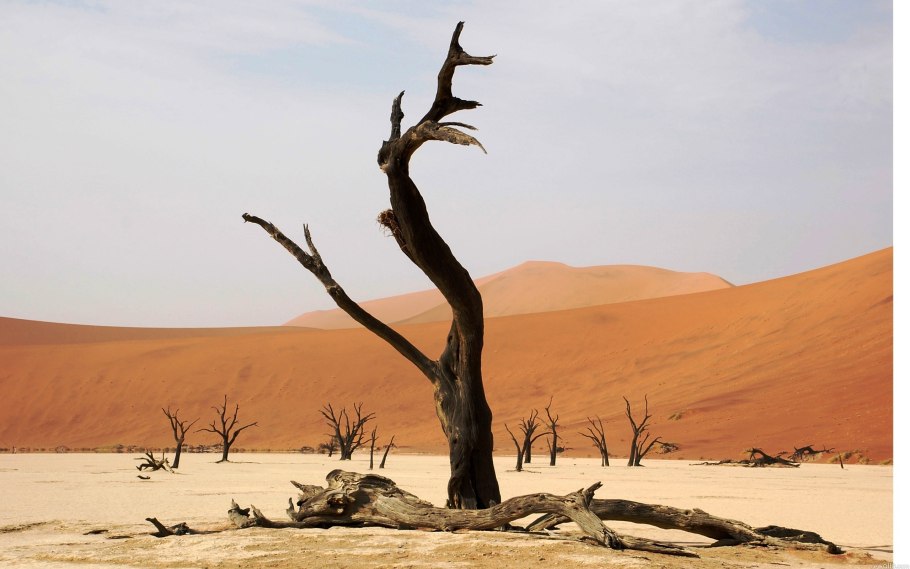 Дерево в пустыне