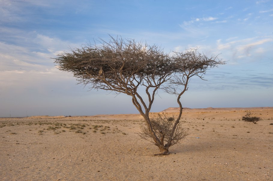 Тополь туранга