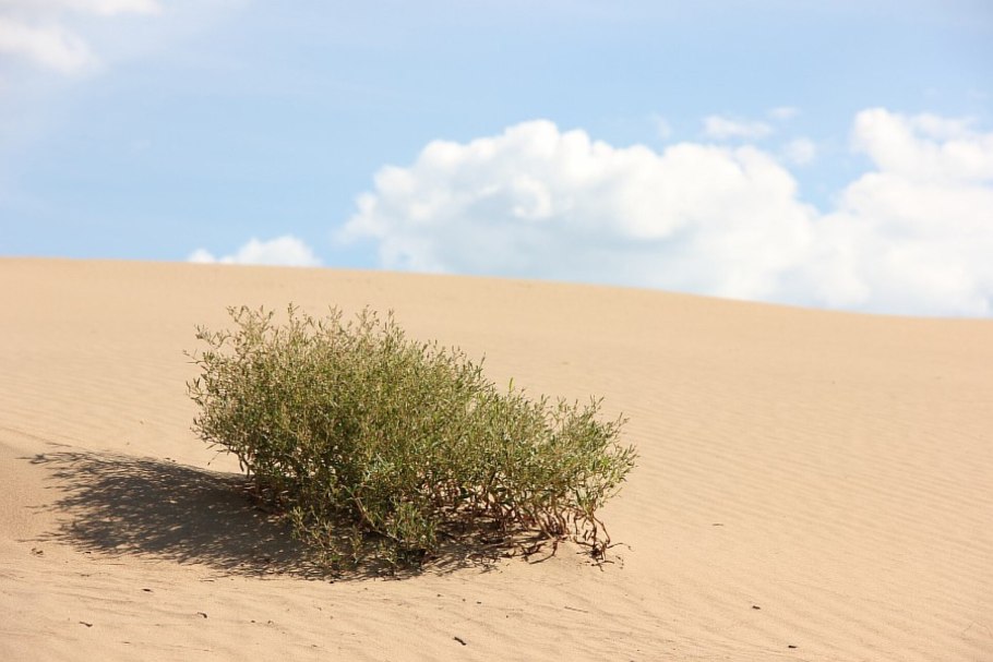 Дерево в пустыне