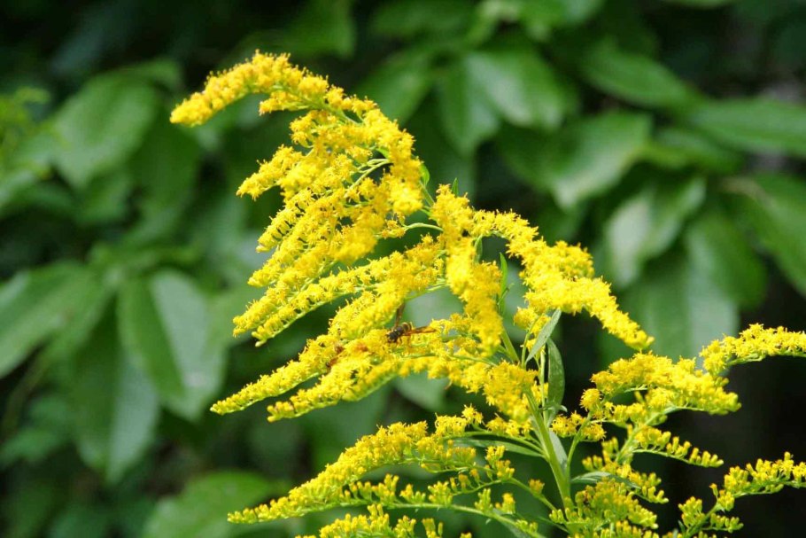 Золотарник канадский (Solidago canadensis)