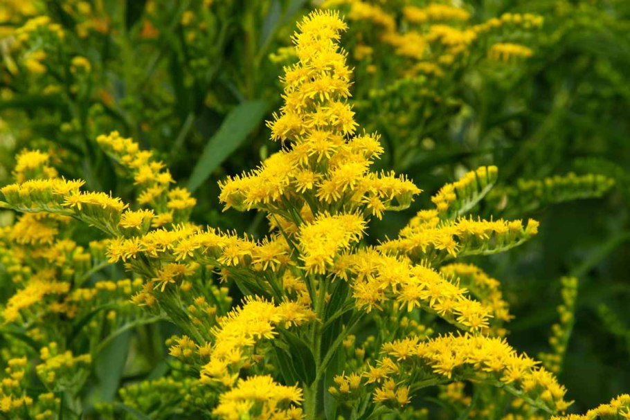 Золотарник канадский (Solidago canadensis l.)