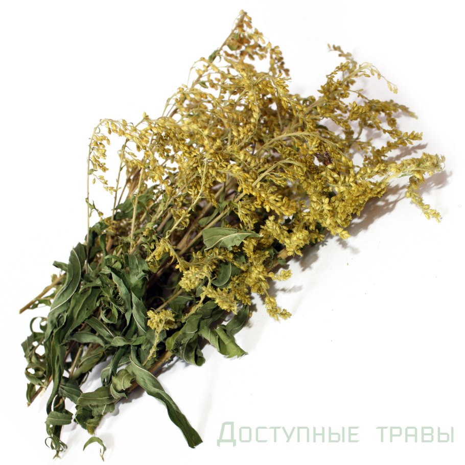 Золотарник хидигейгей