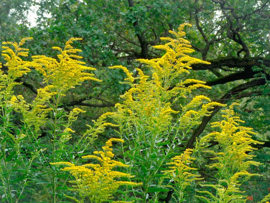 Золотарник канадский (Solidago canadensis)