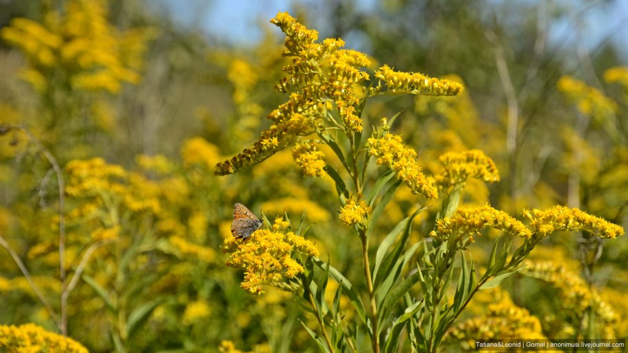 Золотарник обыкновенный (Solidago virgaurea