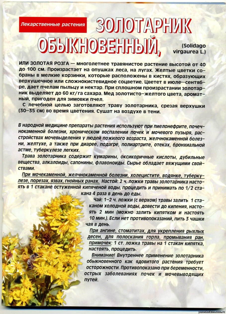 Золотая розга