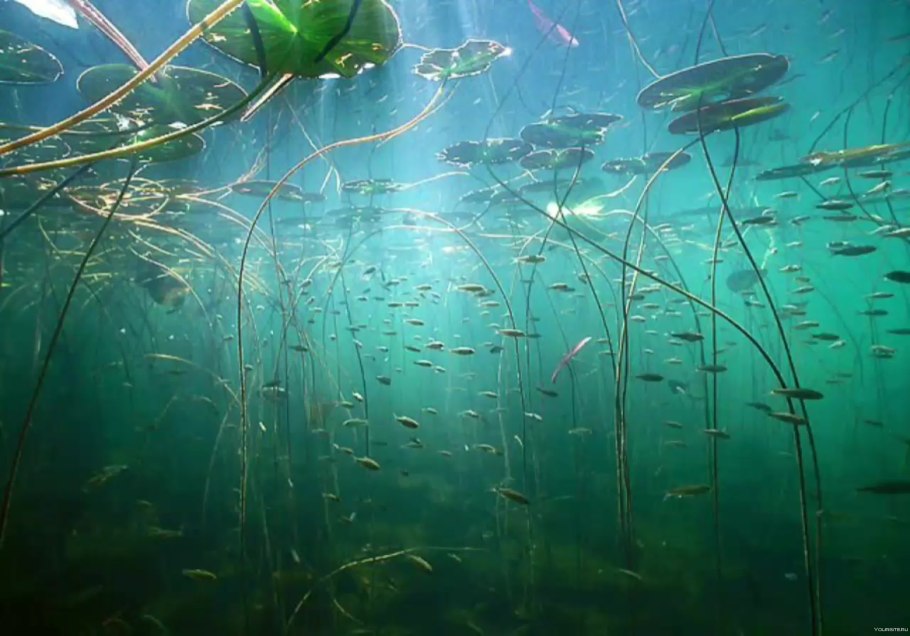 Пресноводные водоросли Силур