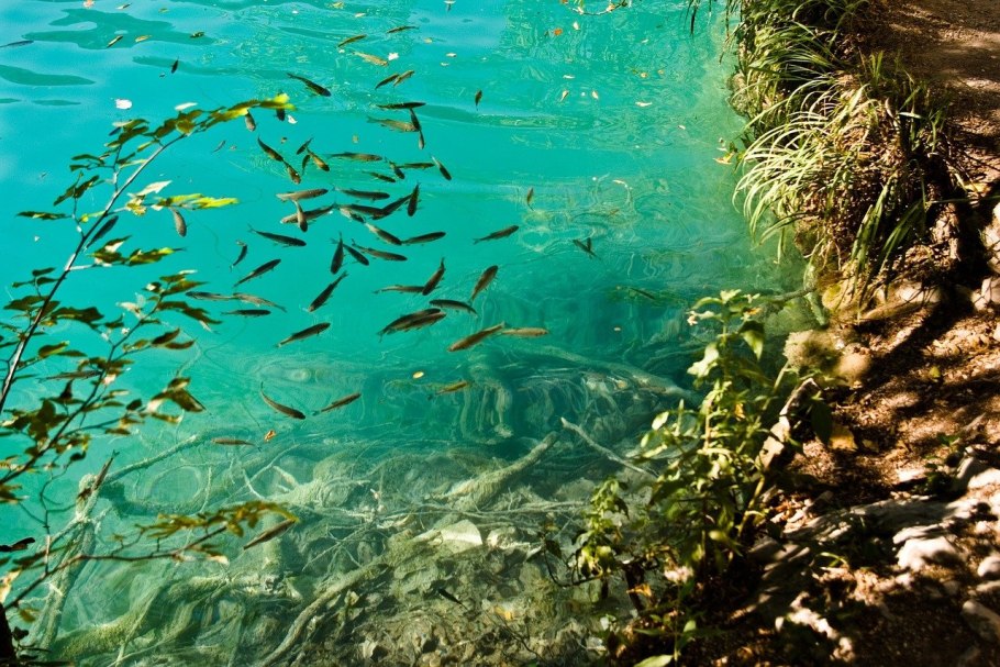 Водоросли картина