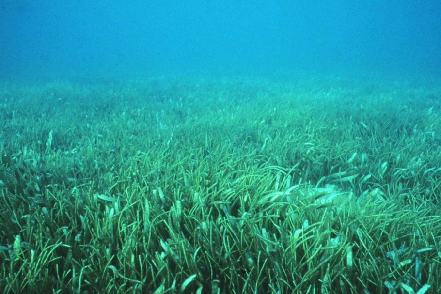 Подводные листья кувшинки