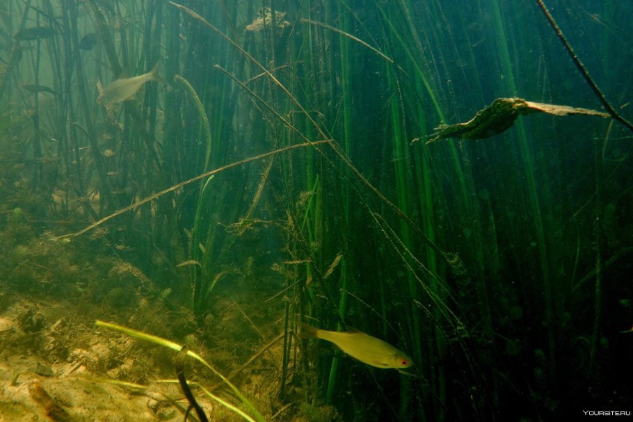 Морская водоросль каулерпа