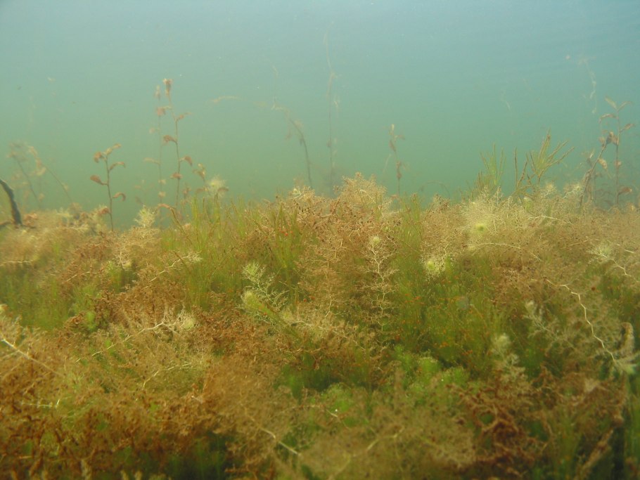 Водоросли келп ламинариевые