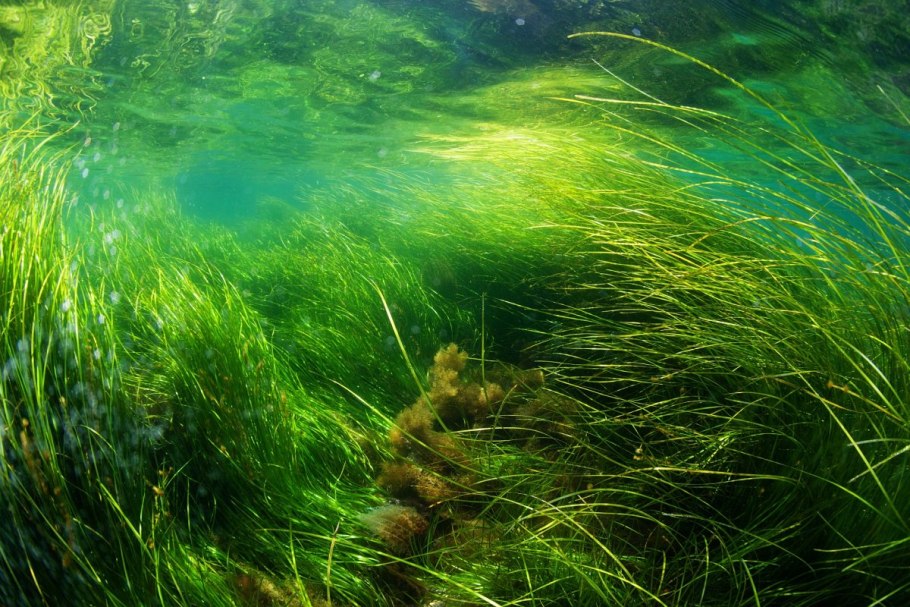 Водоросли фон