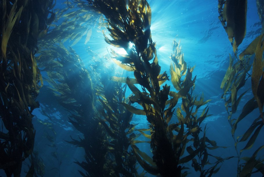 Водоросли под водой