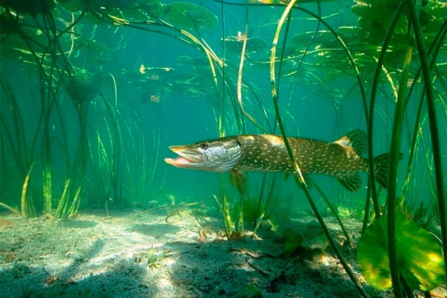 Бентосные синезеленые водоросли