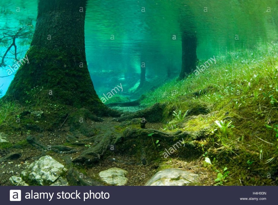 Зостера и Посидония