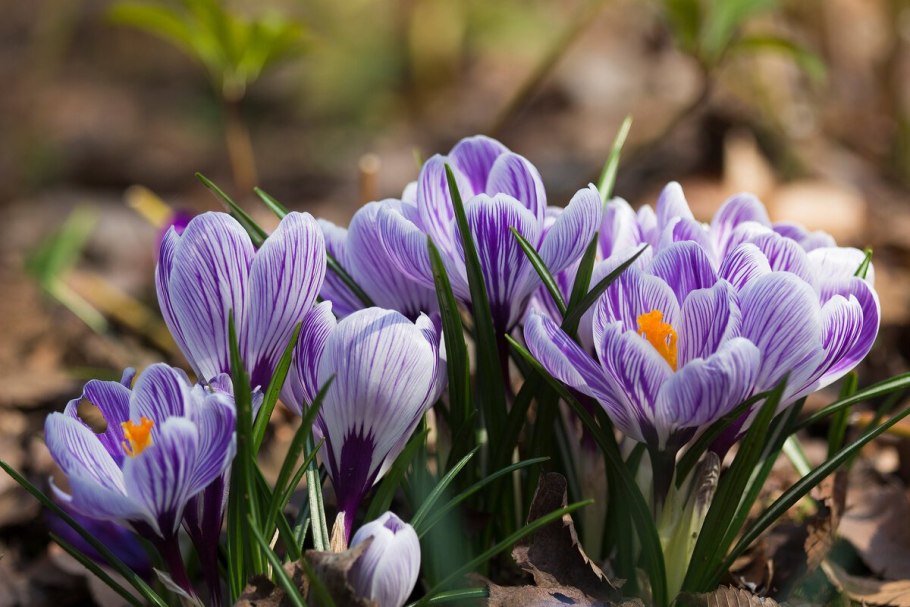 Крокус Шафран весенний