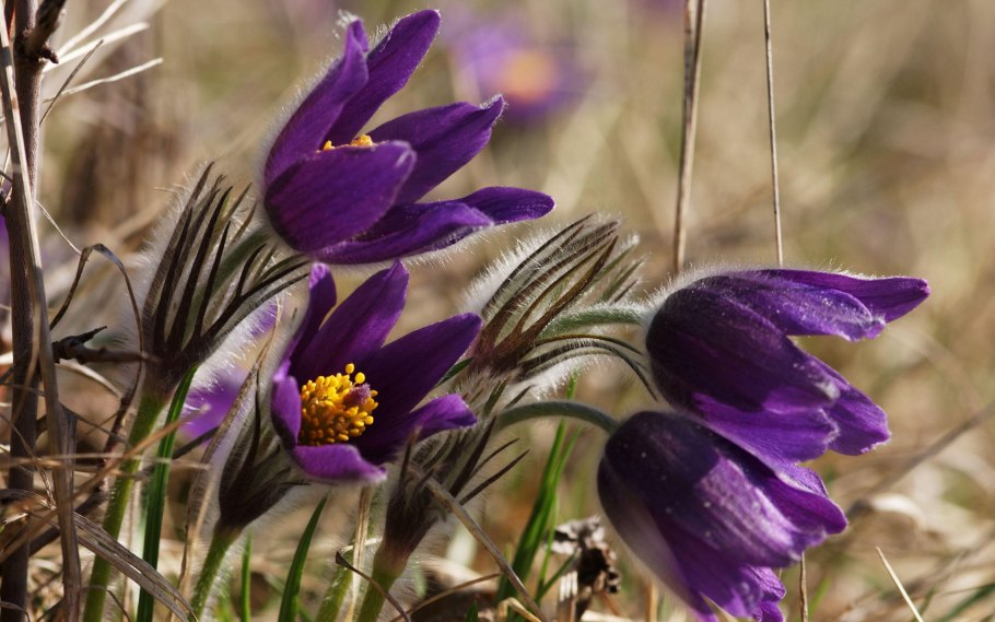 Крокус фиолетовый Лесной