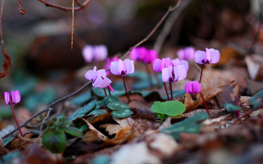 Цикламен дряква альпийская фиалка
