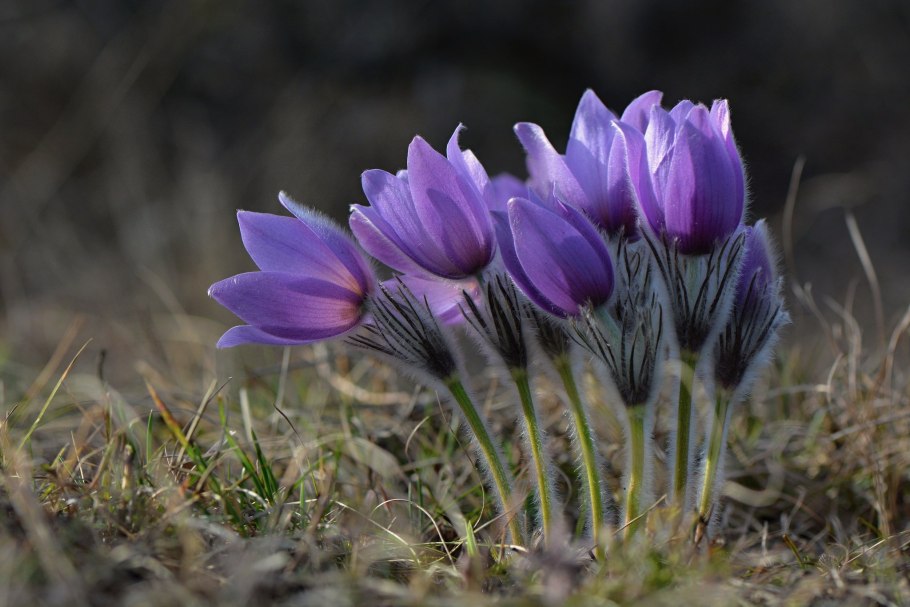 Фиалка Крымский Подснежник