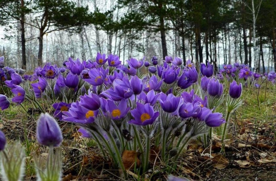 Фрезия первоцвет