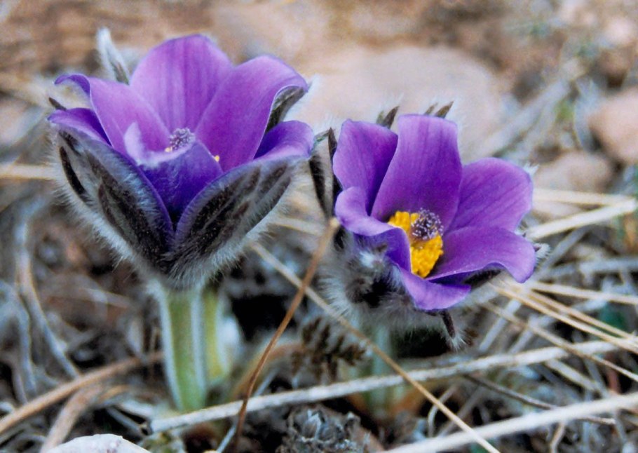 Сон трава прострел