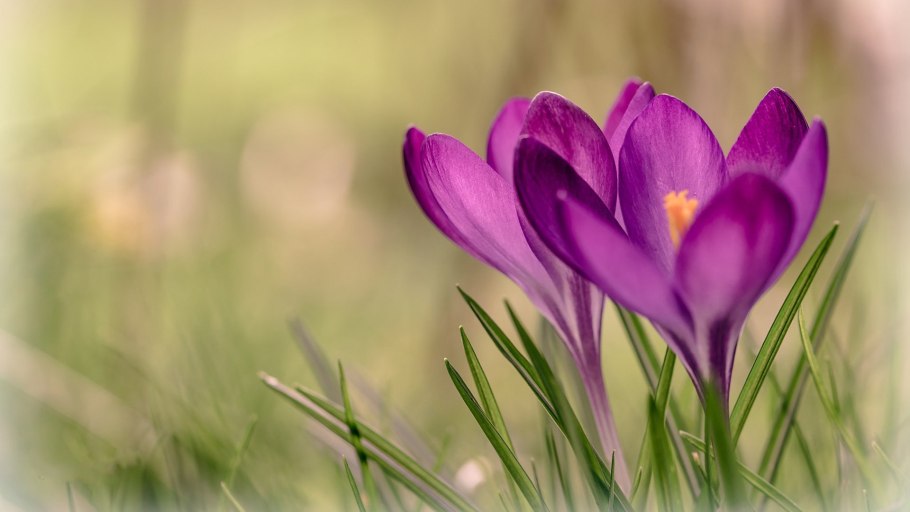 Крокус цветок