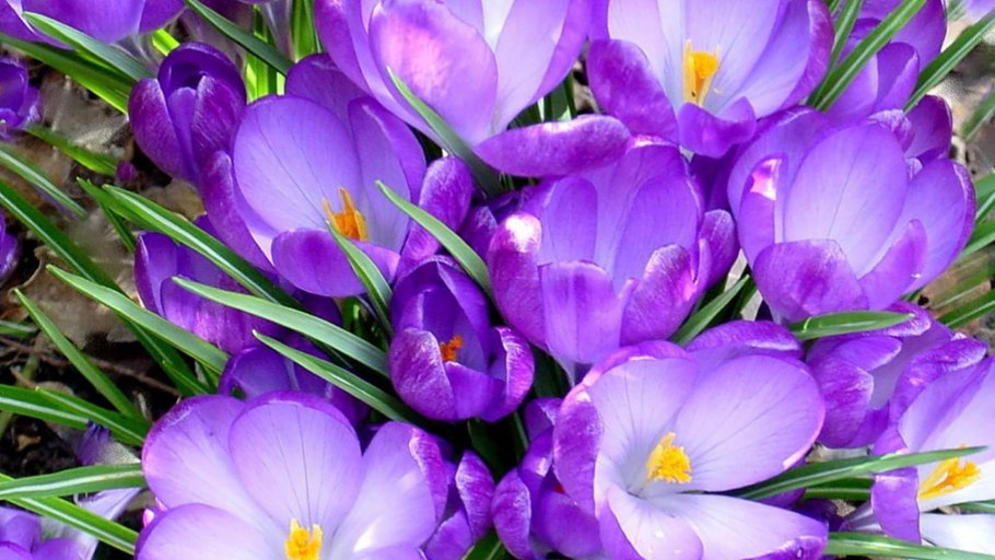 Цветы весной