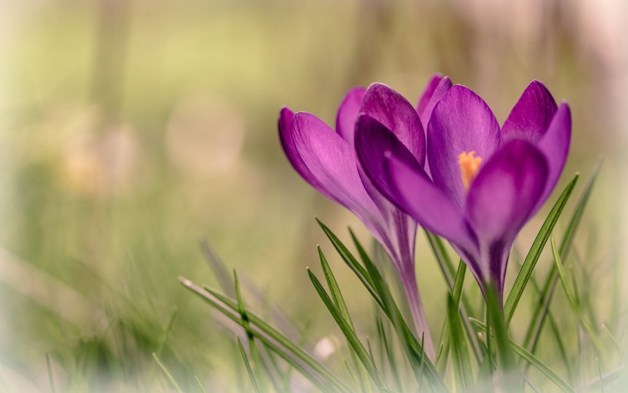 Крокус grootbloemig