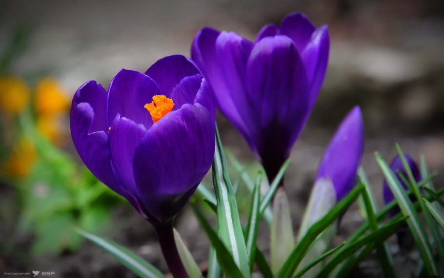 Крокус Шафран весенний