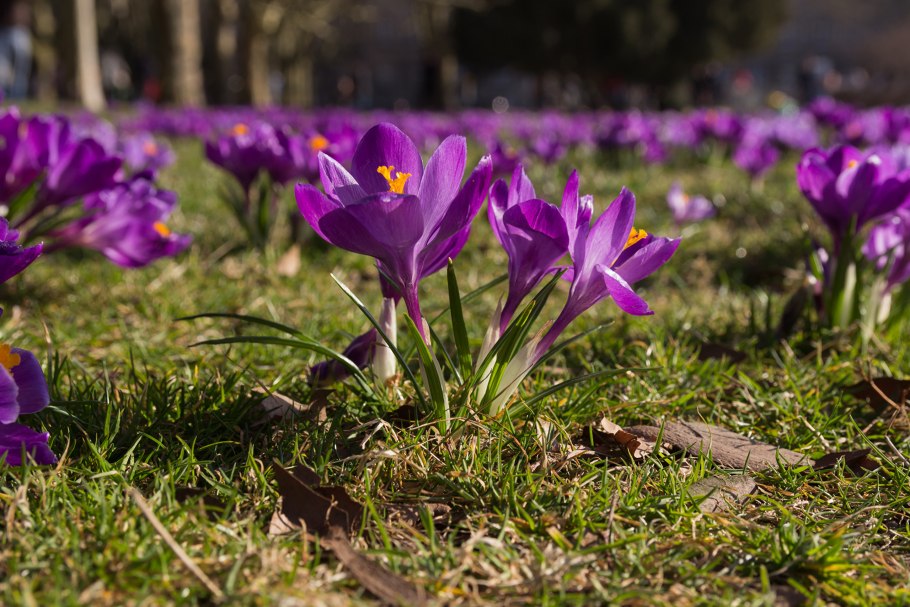 Крокусы на темном фоне